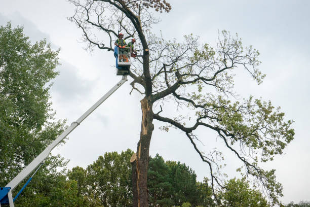 Reliable Midland Park, NJ Tree Care  Solutions